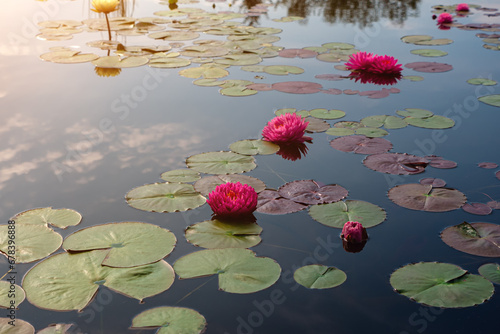 Vászonkép Blooming different plant variety of nympheas in the pond