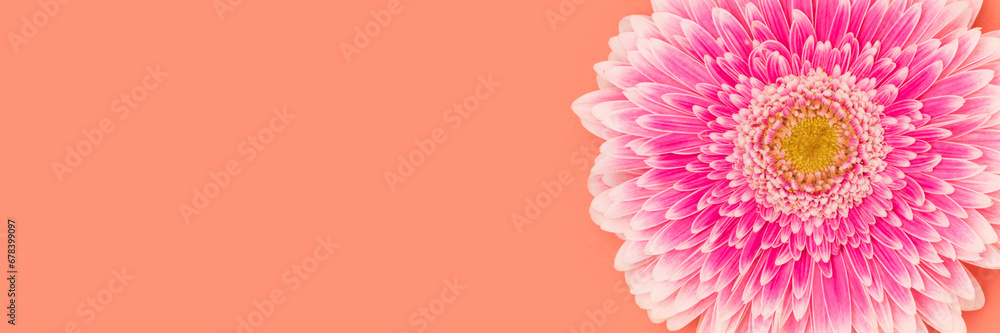 Banner with pink gerbera flower on a coral background. Place for text. Banner with pink gerbera flower on a coral background. Place for text.
