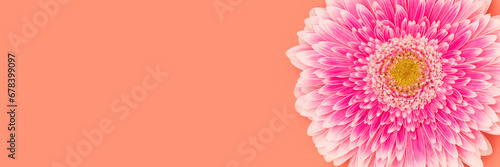 Banner with pink gerbera flower on a coral background. Place for text.