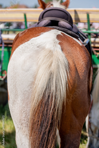 Horseback. Bottoms of horse with special brown and grey colors.