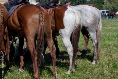 Horseback. Rear View of Three horses