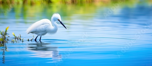The beautiful white bird with blue feathers gracefully swims crystal clear lake showcasing the beauty of nature and the wildlife of its breathtaking beak