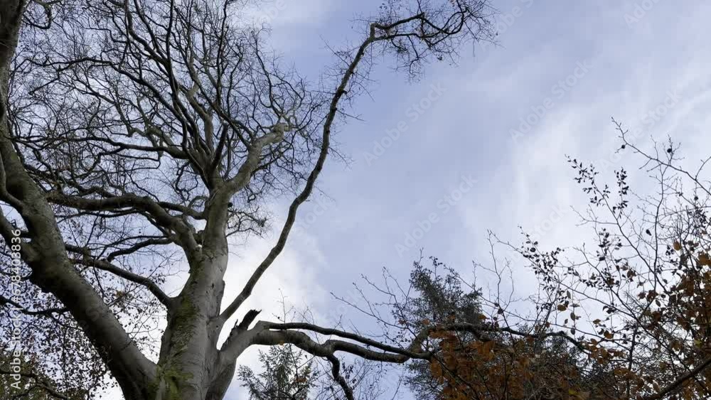 White clouds in a bright blue sky moving behind a large leafless tree. White clouds in a bright blue sky moving behind a large leafless tree.