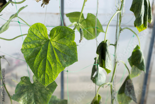Ccumber plants infected by Whitefly - dry dark leafs. photo