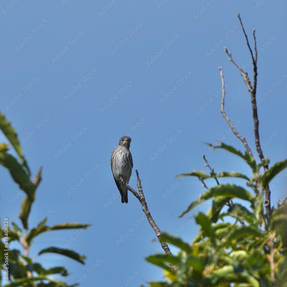 grey streaked flycatcher on a branch grey streaked flycatcher on a branch