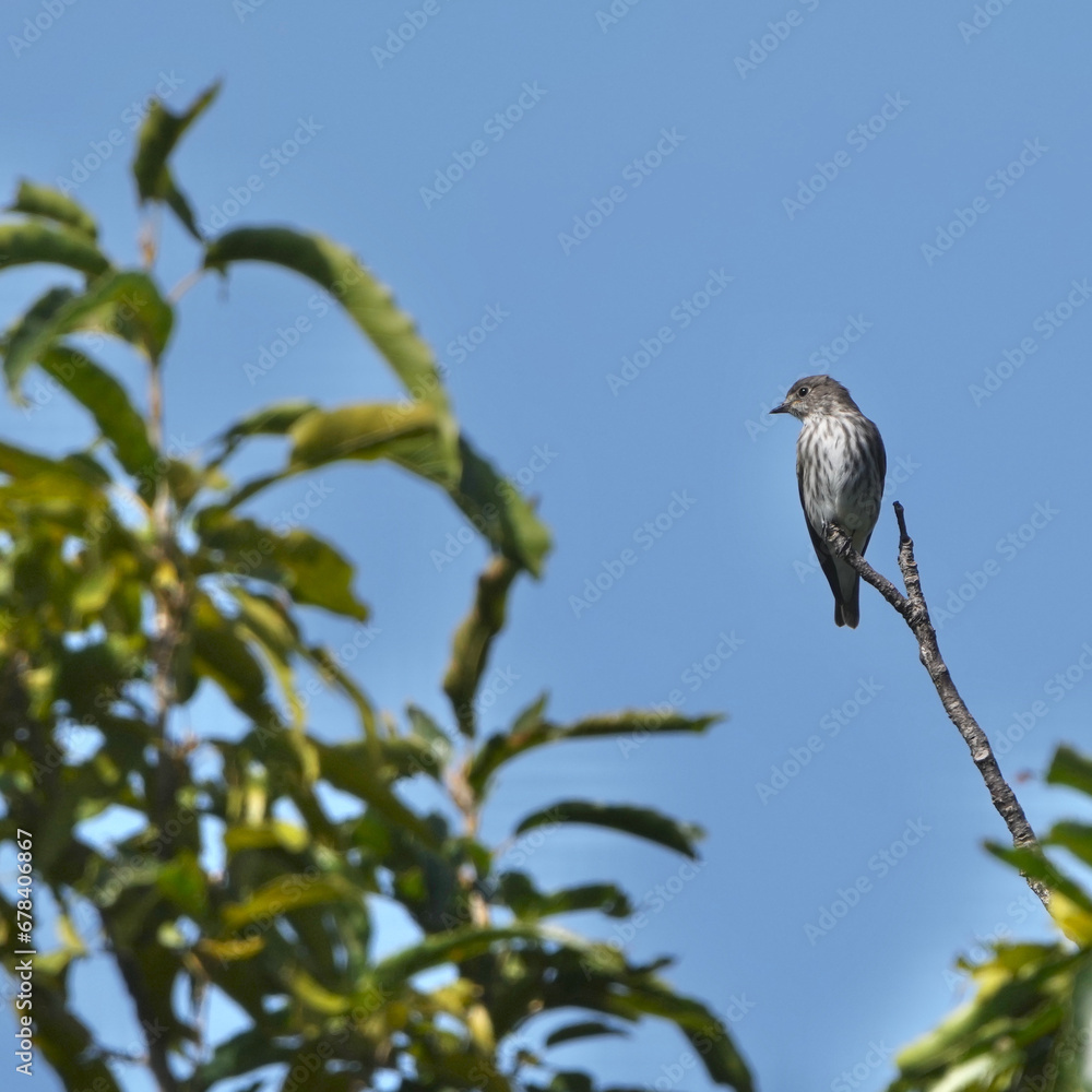 grey streaked flycatcher on a branch grey streaked flycatcher on a branch
