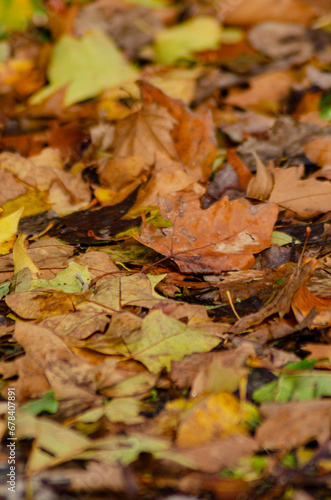 autumn leaves on the ground, background and texture for fall backgrounds