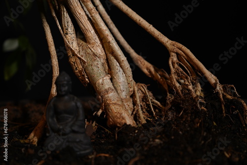 Besonderer Bonsai Baum vor dunklem Hintergrund