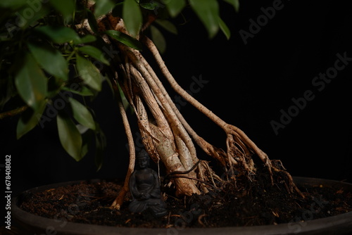 Besonderer Bonsai Baum vor dunklem Hintergrund