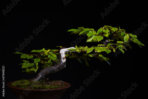 Besonderer Bonsai Baum vor dunklem Hintergrund