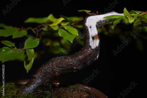 Besonderer Bonsai Baum vor dunklem Hintergrund