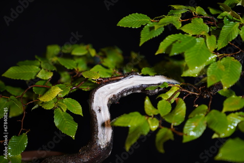 Besonderer Bonsai Baum vor dunklem Hintergrund