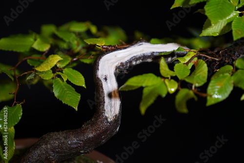 Besonderer Bonsai Baum vor dunklem Hintergrund