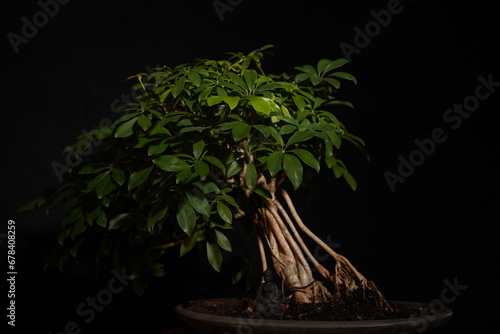 Besonderer Bonsai Baum vor dunklem Hintergrund