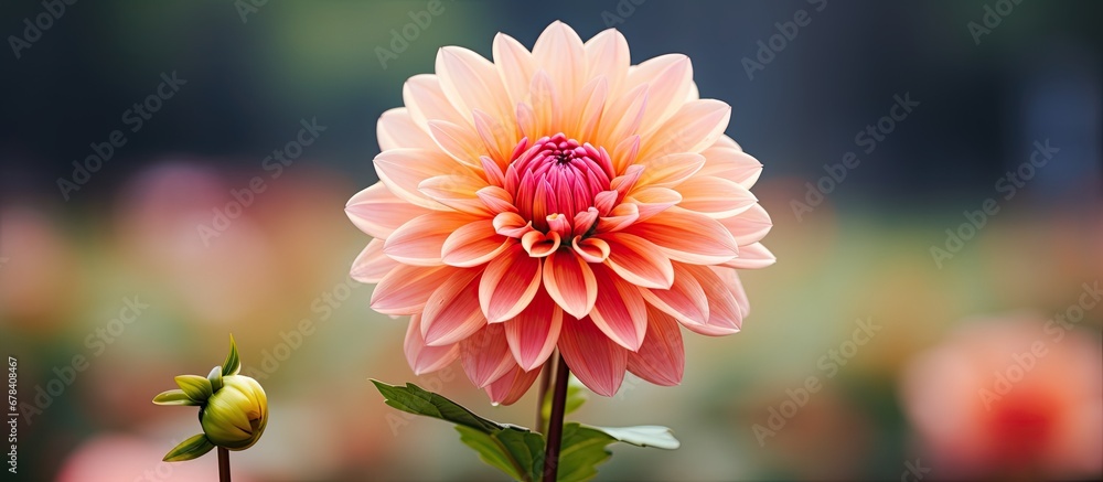 Fototapeta premium Dahlia flower closeup in garden