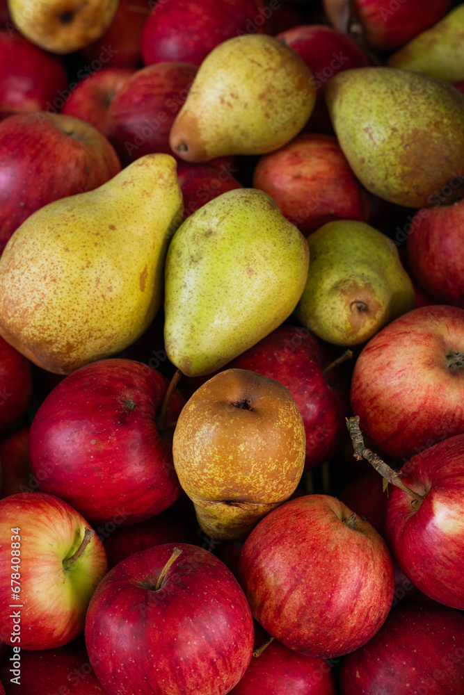 Background of ripe red apples and yellow pears.