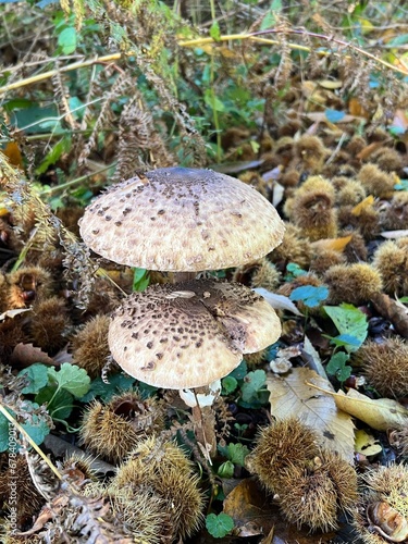 mushroom in the forest