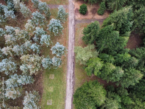 Aerial view of forest with dense trees