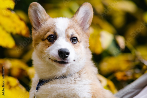 Portrait of a small Pembroke Welsh Corgi puppy posing against the background of autumn trees with yellow leaves. Cheerful, mischievous dog. Concept of care, animal life, health, show, dog breed