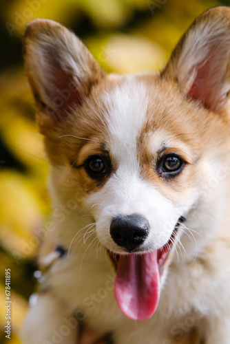 Portrait of a small Pembroke Welsh Corgi puppy posing with his mouth open and tongue hanging out. Against the background of autumn trees with yellow leaves. Cheerful, mischievous dog