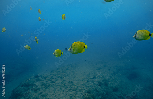 Tropical Butterfly fish in Hawaii 