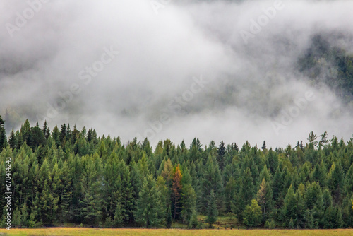 fog in the forest