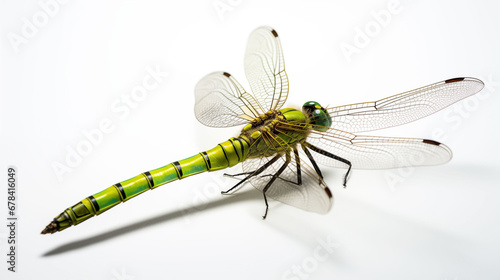 Green Dragon fly macro on plain backrounbd