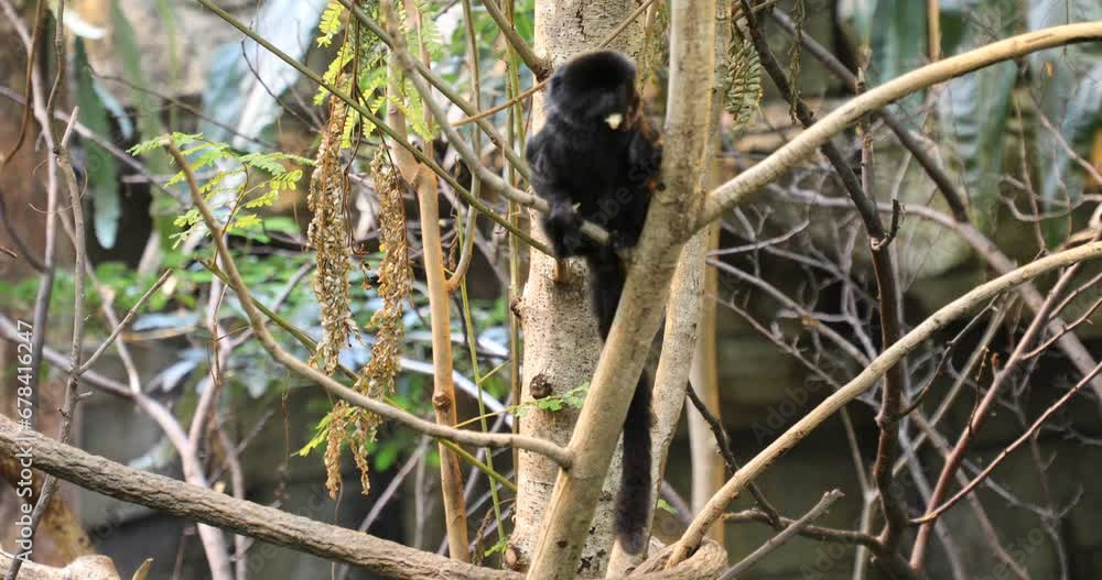 Monkey in Montreal Biodome Monkey in Montreal Biodome