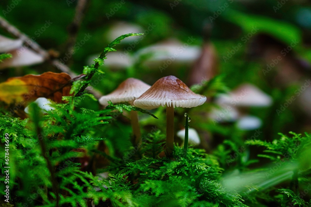 Fototapeta premium Closeup shot of Mycena galopus mushrooms in a forest