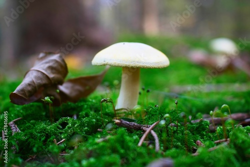 Closeup shot of a white mushroom in a green forest in autumn