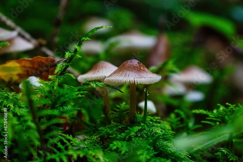 Closeup shot of Mycena galopus mushrooms in a forest