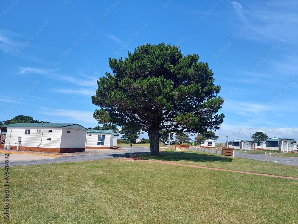 Pinus nigra tree on lawn fields with houses in the park in Devonport, Tasmania Pinus nigra tree on lawn fields with houses in the park in Devonport, Tasmania