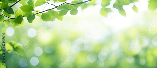 Bokeh effect creates abstract background for green foliage