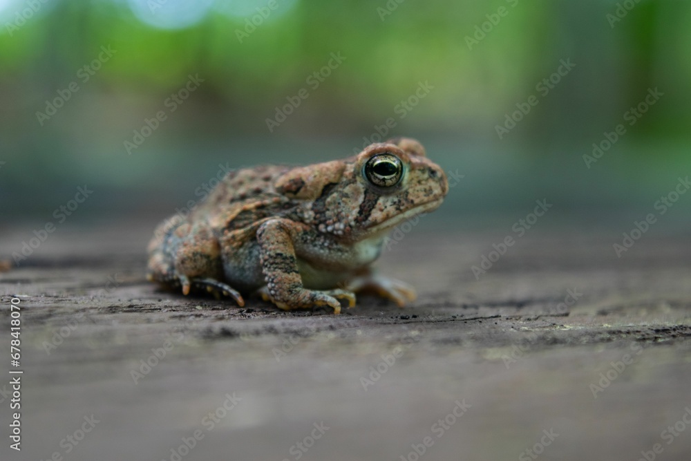 Closeup of a Fowler's toad on a rock Closeup of a Fowler's toad on a rock