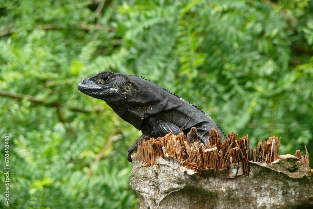 Selective focus shot of a black iguana on a rock in a forest Selective focus shot of a black iguana on a rock in a forest
