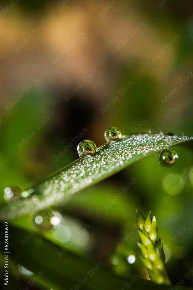 Vertical closeup shot of dew on green grass Vertical closeup shot of dew on green grass
