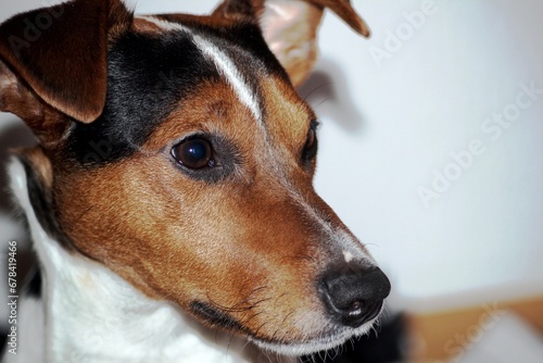 Close-up of a Jack Russell terrier dog