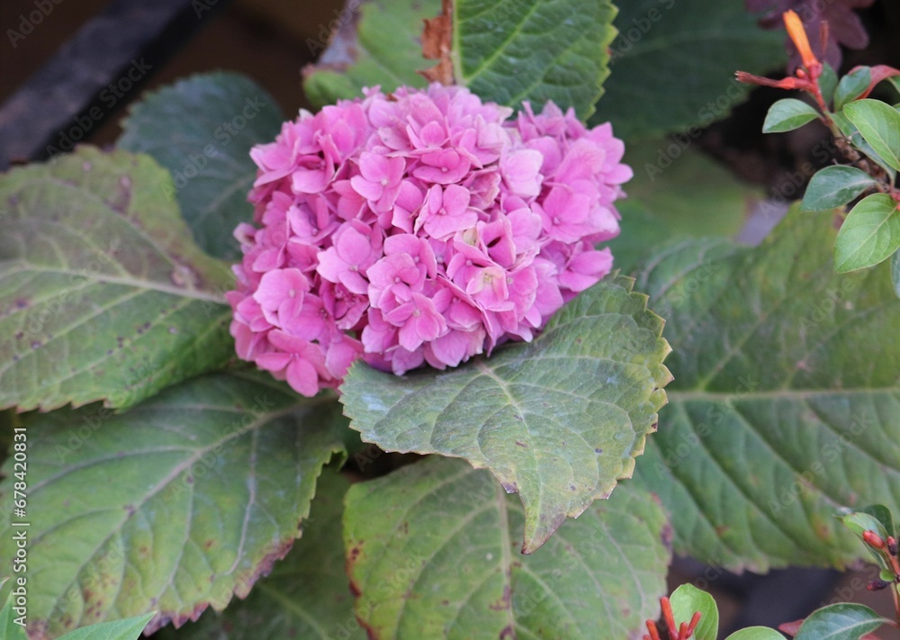 Closeup shot of pink hydrangea in the garden Closeup shot of pink hydrangea in the garden