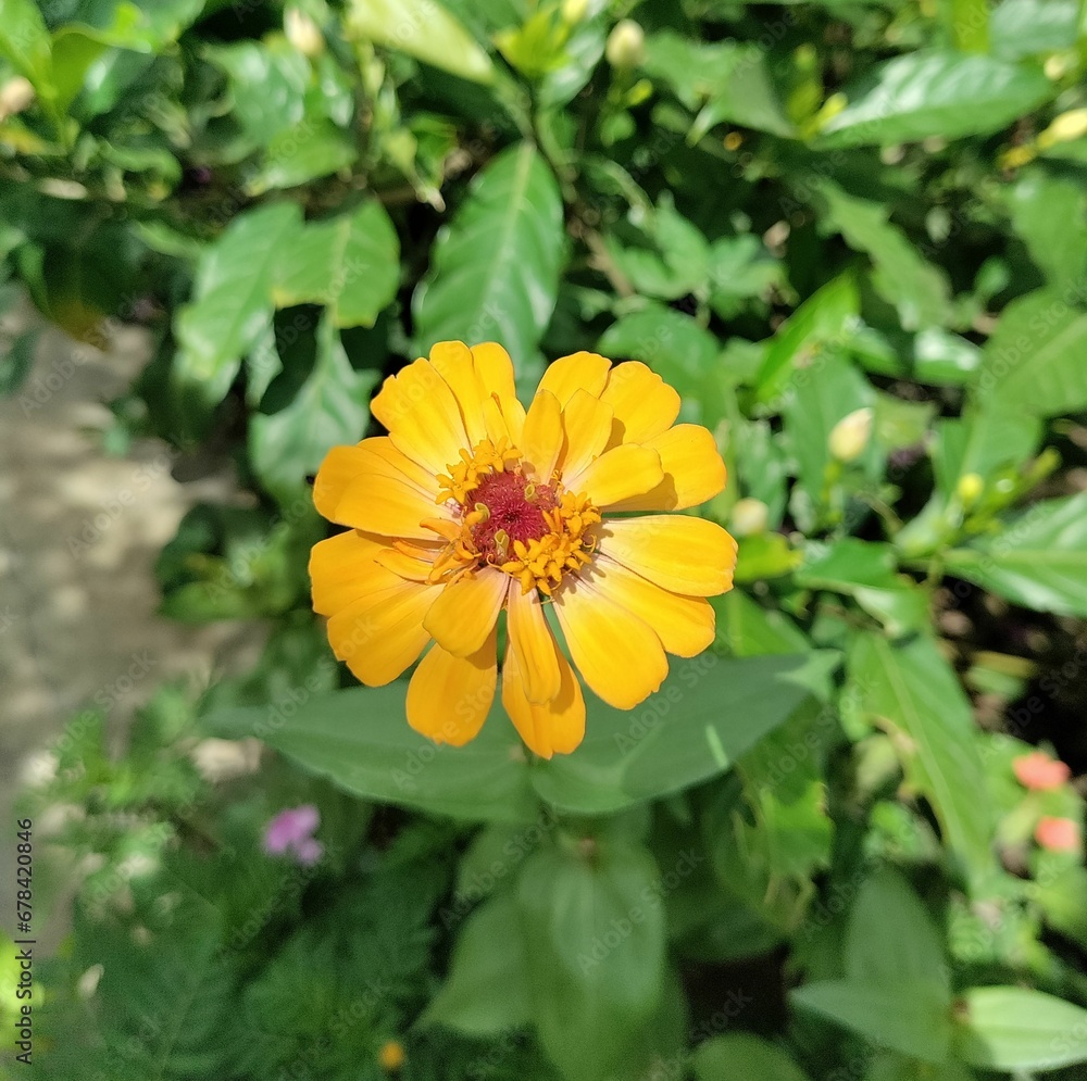 Closeup shot of a blooming orange marigold flower Closeup shot of a blooming orange marigold flower