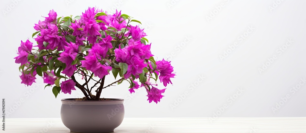 Bougainvillea flowers are decorative and purple