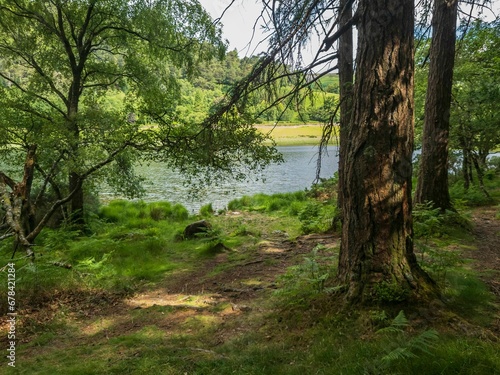 Tall trees and grasses near the river