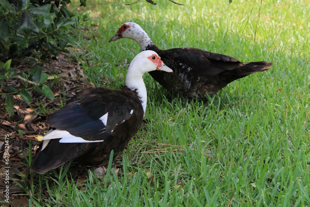 Meal Time for the Muscovy