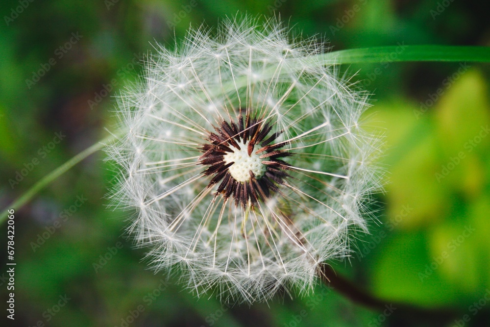 Closeup of a dandelion flower with blur background in the garden Closeup of a dandelion flower with blur background in the garden