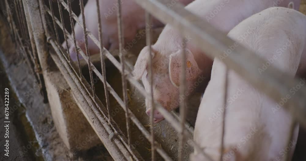 Pigs At Livestock Farm Pork Meat Production Agriculture Pigs At Livestock Farm Pork Meat Production Agriculture