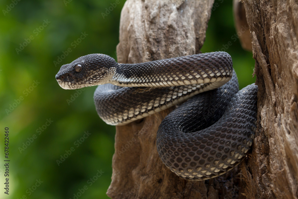 Fototapeta premium black viper snake on a wood