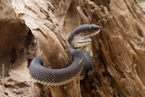 black viper snake on a wood