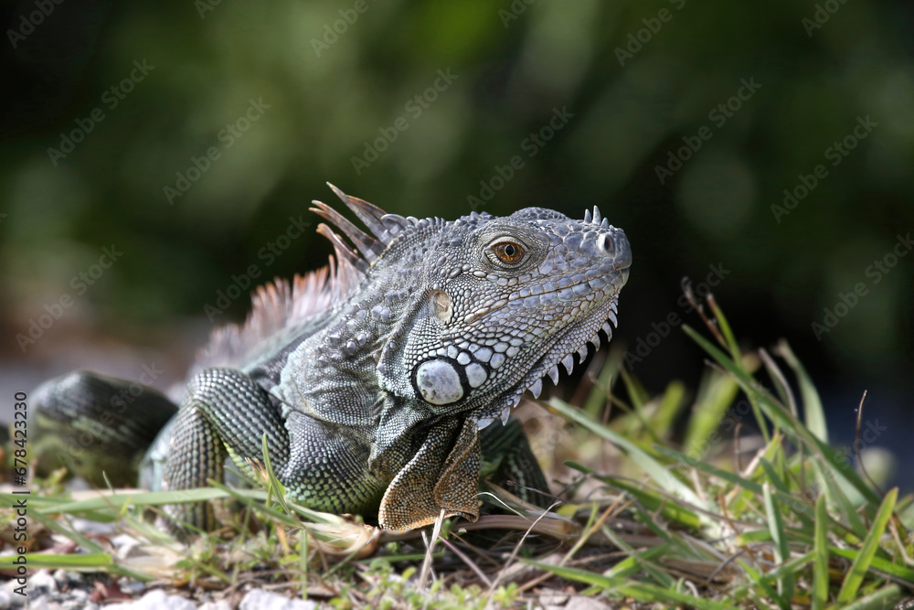 Iguana Iguana
