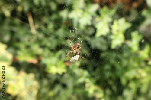 Shallow focus shot of a spider on a web in an evergreen forest