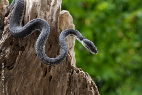 black viper snake on natural background