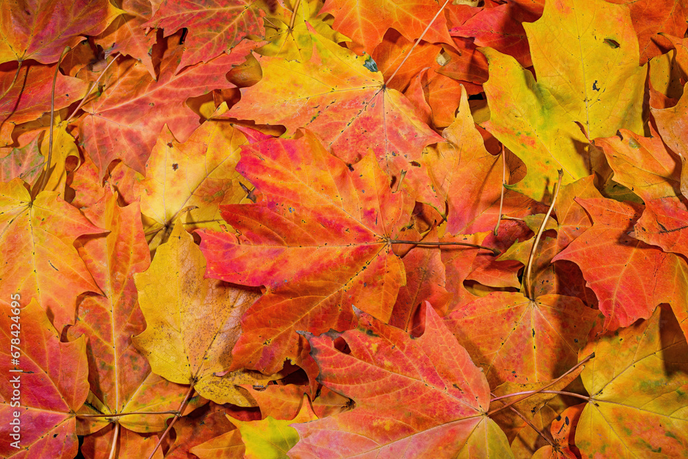 A heap of freshly fallen brightly colored sugar maple tree leaves on an autumn day. A heap of freshly fallen brightly colored sugar maple tree leaves on an autumn day.